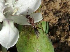 Camponotus vestitus
