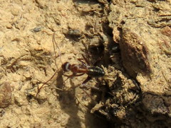 Camponotus vestitus