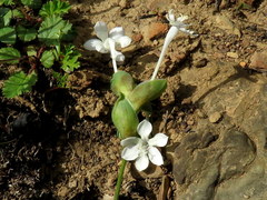 Lapeirousia pyramidalis pyramidalis