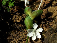 Lapeirousia pyramidalis pyramidalis