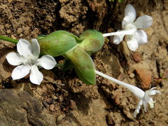 Lapeirousia pyramidalis pyramidalis