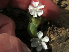 Lapeirousia pyramidalis pyramidalis