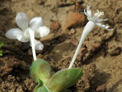 Lapeirousia pyramidalis pyramidalis