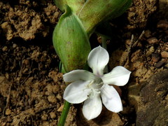 Lapeirousia pyramidalis pyramidalis