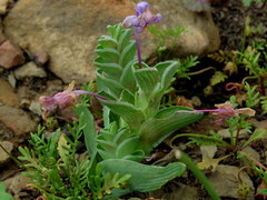 Lapeirousia pyramidalis pyramidalis
