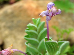 Lapeirousia pyramidalis pyramidalis