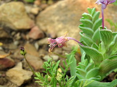 Lapeirousia pyramidalis pyramidalis