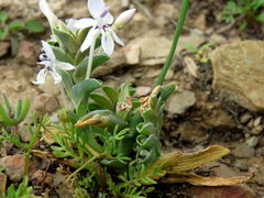 Lapeirousia pyramidalis pyramidalis