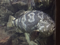 Epinephelus daemelii