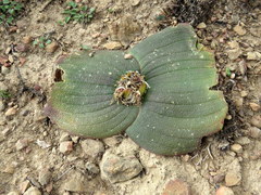 Massonia pustulata