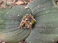 Massonia pustulata