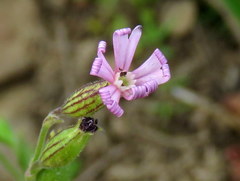 Silene