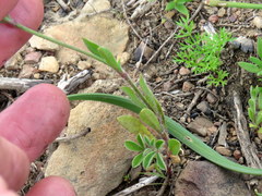 Silene
