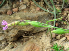 Silene