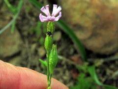 Silene