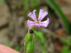Silene