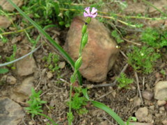 Silene
