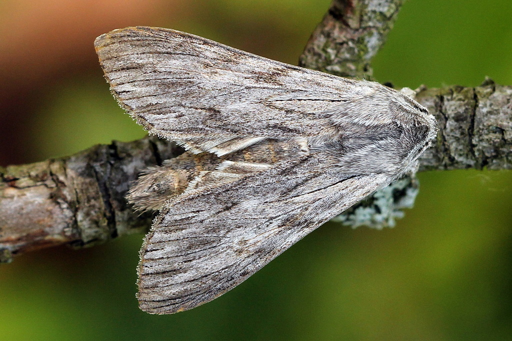 Cucullia pustulata