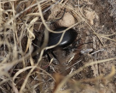 Stenomorpha convexicollis
