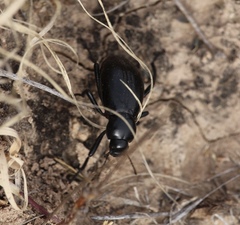Stenomorpha convexicollis
