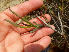Ruschia tecta