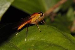 Ptecticus elongatus