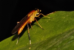 Ptecticus elongatus