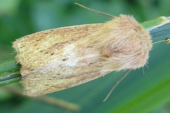 Denticucullus pygmina