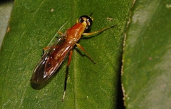 Ptecticus elongatus