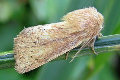Denticucullus pygmina