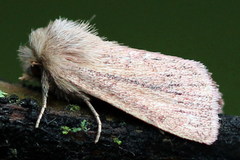 Denticucullus pygmina