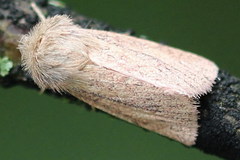 Denticucullus pygmina