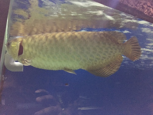 Osteoglossidae