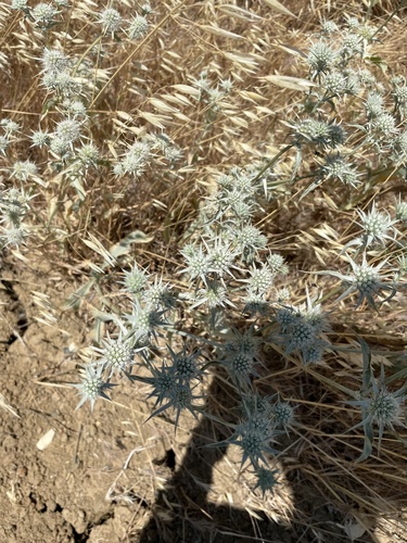 Jepson's Coyote Thistle*