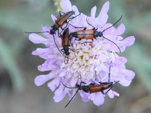 Dvijuostis Grakštenis nuotrauka