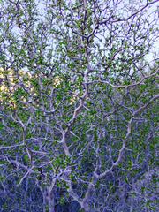Pseudoziziphus parryi
