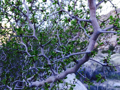 Pseudoziziphus parryi