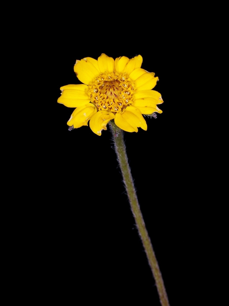 Wedelia bishopii