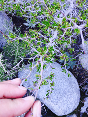 Pseudoziziphus parryi