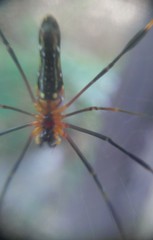Nephila