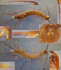 Lithobius piceus piceus