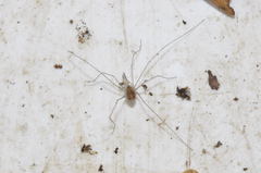 Mitostoma chrysomelas