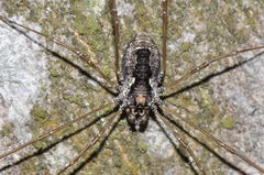 Platybunus pinetorum