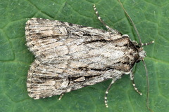 Dichagyris signifera