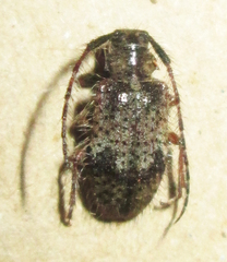 Exocentrus echinulus