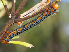 Milionia zonea pryeri