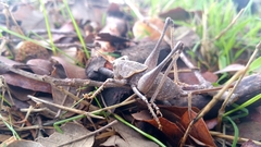 Thyreonotus bidens