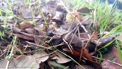 Thyreonotus bidens