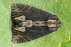 Dypterygia scabriuscula