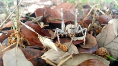 Thyreonotus bidens